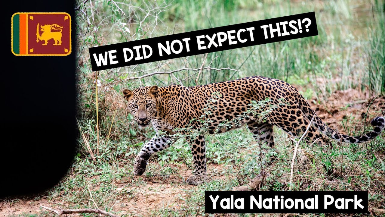 A LESS TOURISTIC safari experience in the YALA NATIONAL PARK // Sri Lanka (2020)