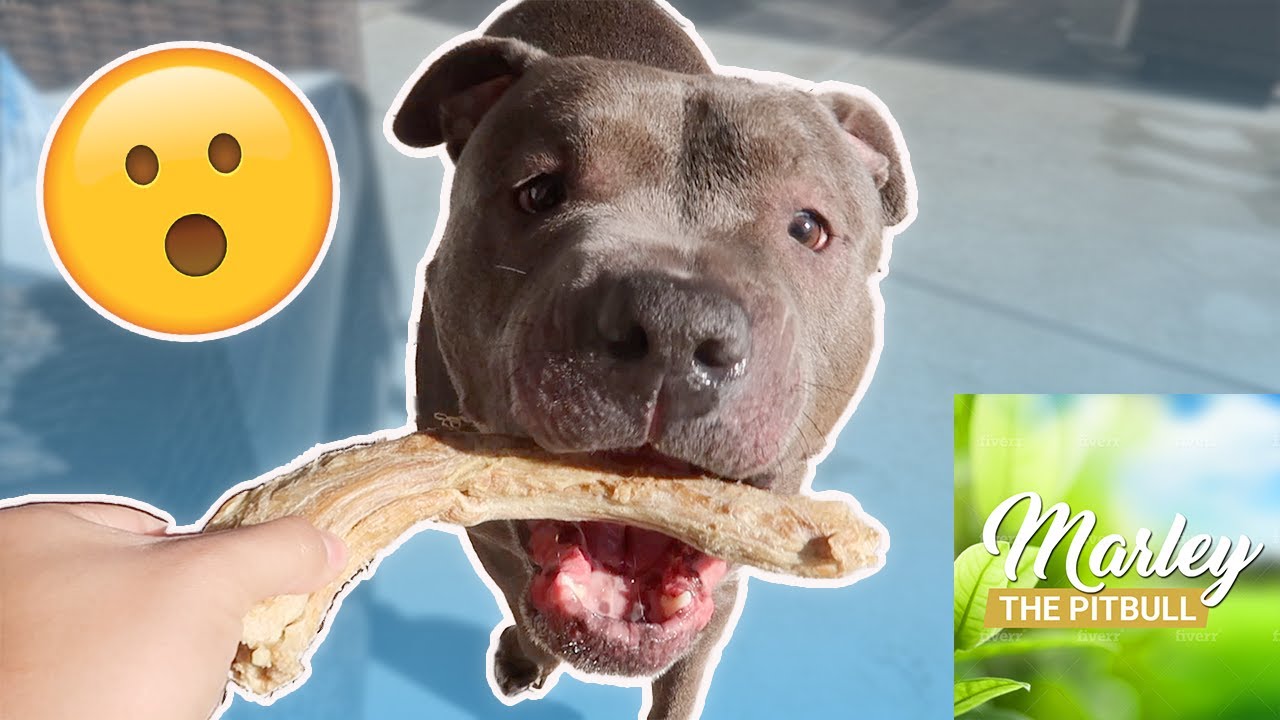 Marley the Pitbull Devours CRUNCHY Turkey Neck!!