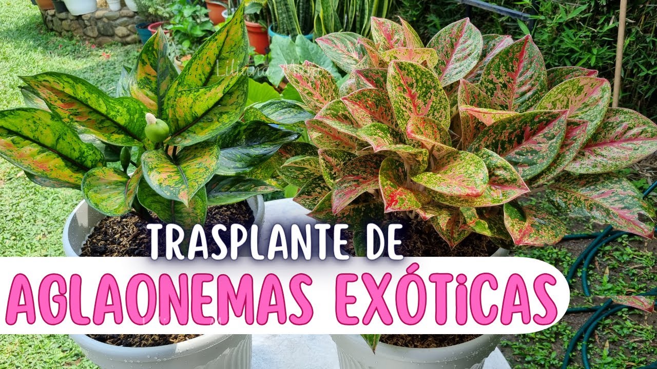 😍AGLAONEMAS EXÓTICAS COLA DE PAVO ROJA Y EXÓTICA PAPAYA VERDE TRASPLANTE/Liliana Muñoz