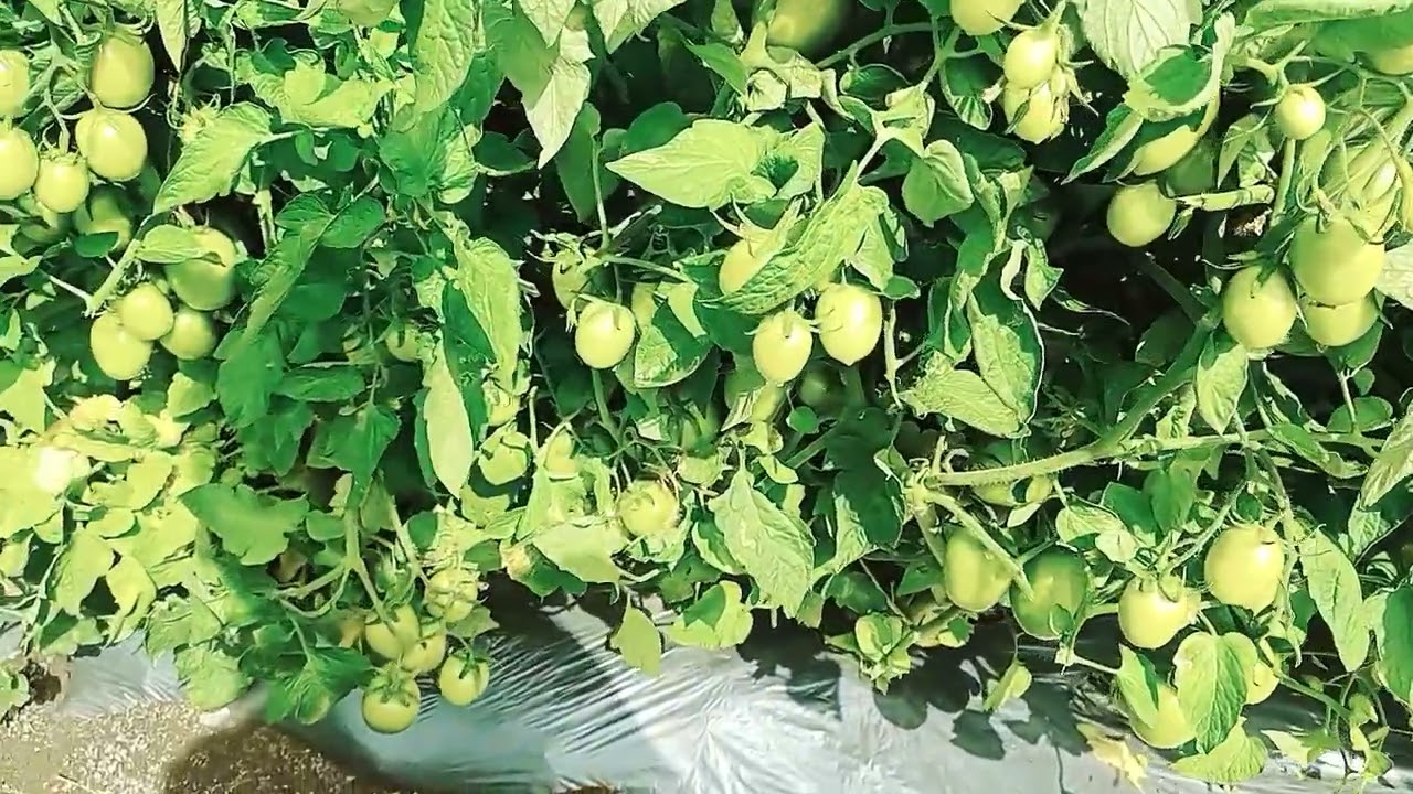 fruit seting of virang tomato 🍅🍅 🍅🍅🍅🍅🍅🍅🍅🍅🍅🍅🍅🍅