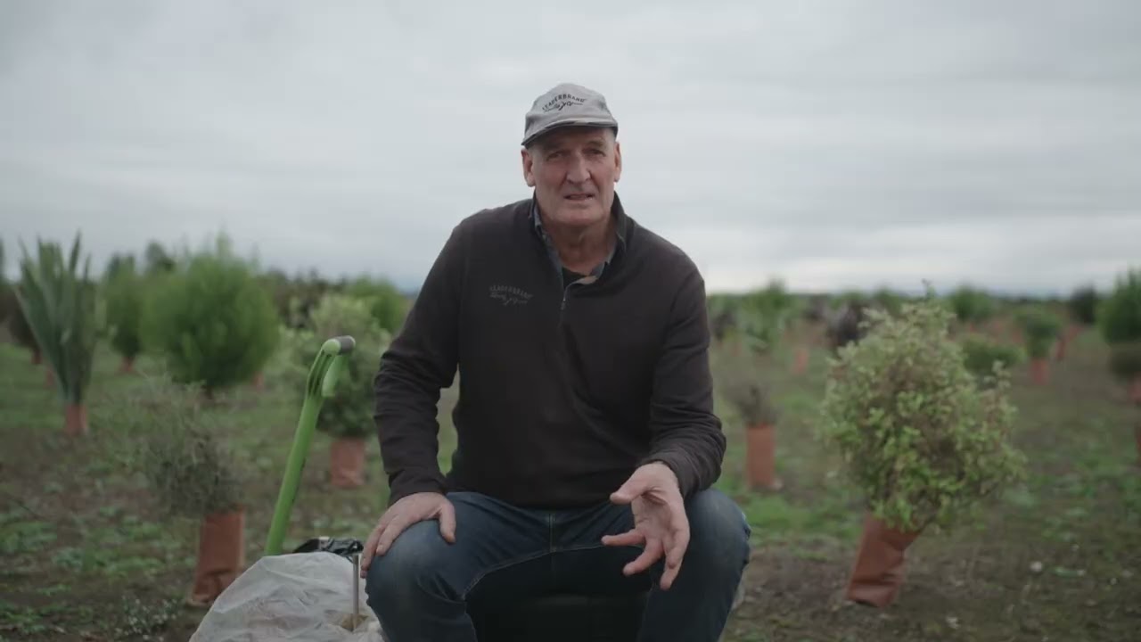 Planting native trees for beneficial insects