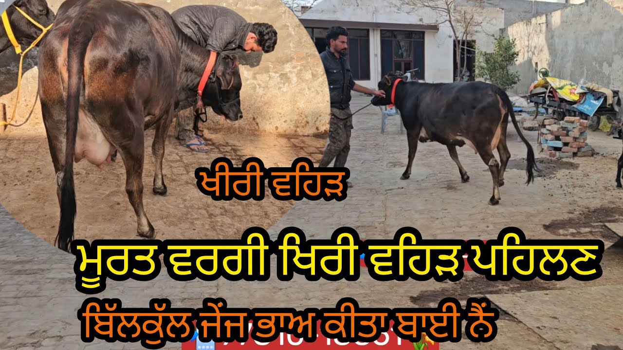 ਗੱਗੇ ਵੀਰ ਕੋਲ ਟੋਪ ਕਲਾਸ ਖੀਰੀ ਵੱਛੀ ਕੱਬੂਤਰੀ ਵਰਗੀ ਜੀ ਕਰਦਾ ਦੇਖੀ ਜਾਈਏ ਦੇਖੀ ਜਾਈਏ ਮਿਤੀ 30-1-2026