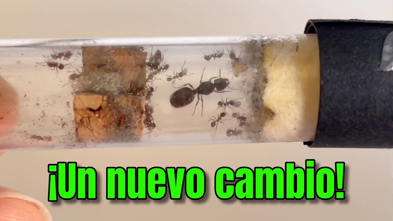 Del tubo de ensayo a la caja de forrajeo 🍂 | Pheidole Pallidula