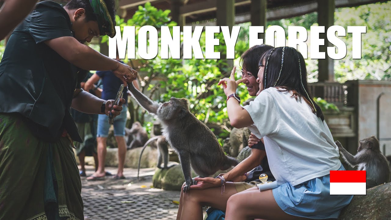 INDONESIEN - Monkey Forest - Ubud - Bali
