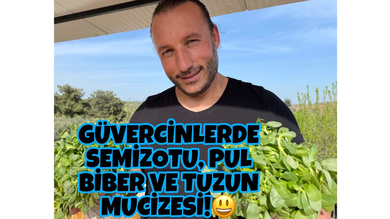 Kanatlı Hayvanlarda Semizotu MUCİZESİ