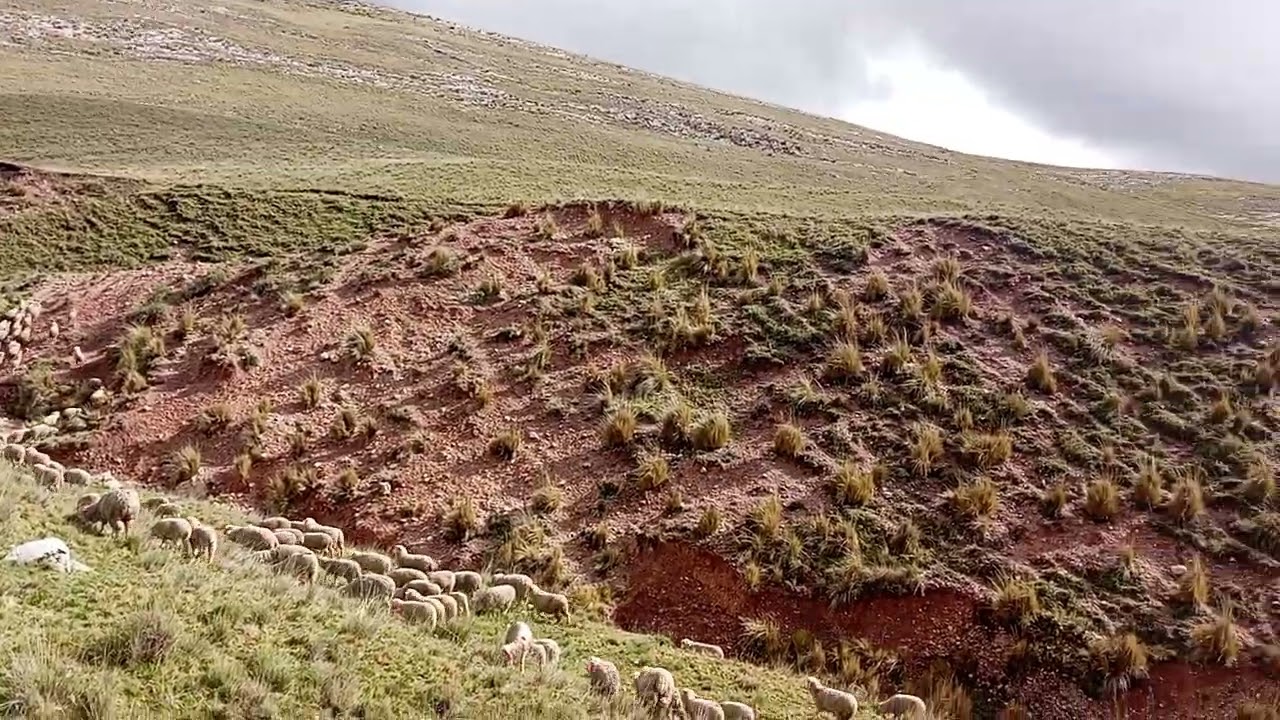 2da parte paraje de Quiswarnio - HIASICANCHA la tierra de los RUN RUN