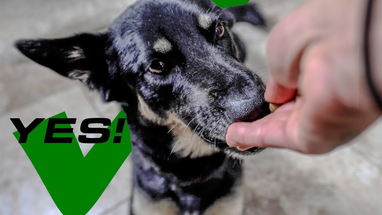 HOW TO BUILD FOOD DRIVE IN A DOG