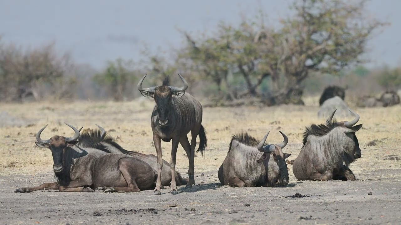 Our Botswana - Letaka Extended  Mobile Safari 2025   a video diary Pt2