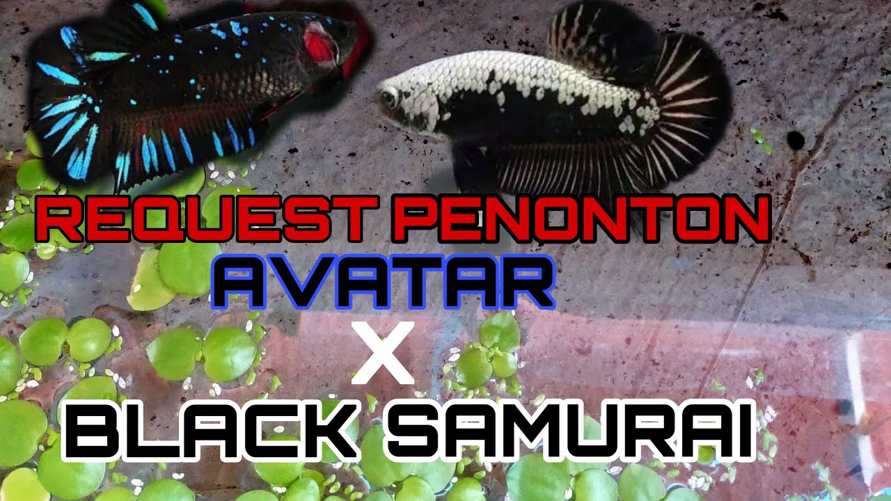 AVATAR X BLACK SAMURAI