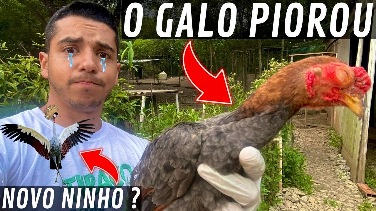 Viveiro Grou Coroado | Arrumando Filtro | Indo comprar remédio para o galo Co-Shamo | Aves Recriar