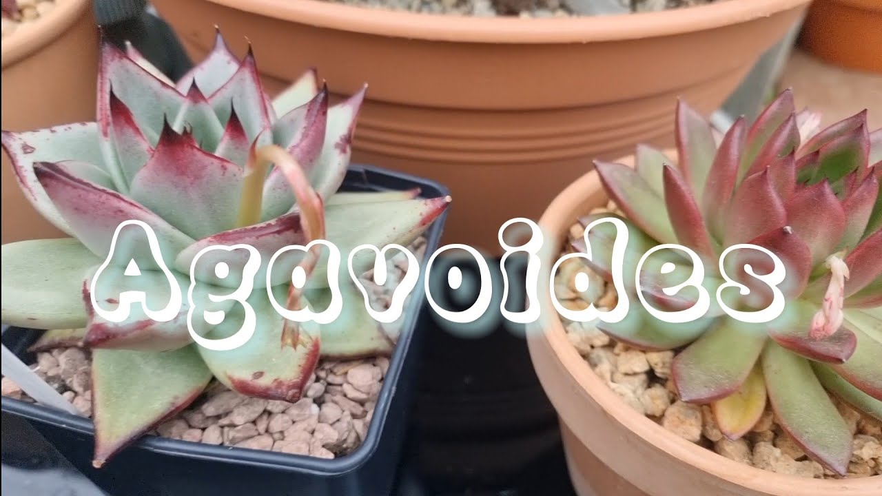 Mi colección de agavoides #cuidados #tips #reproduccion