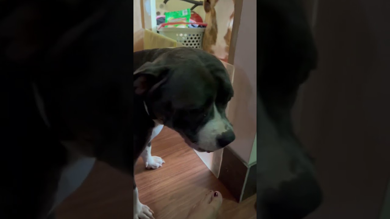 Pocket American Bully (Dottie) on Weaning Process #short #happy #americanbully