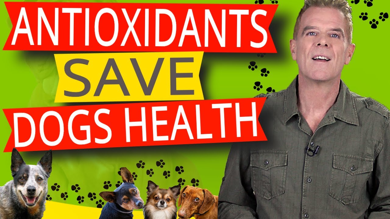 Antioxidant Foods For Dogs Health (ONE Powerful Supplement)