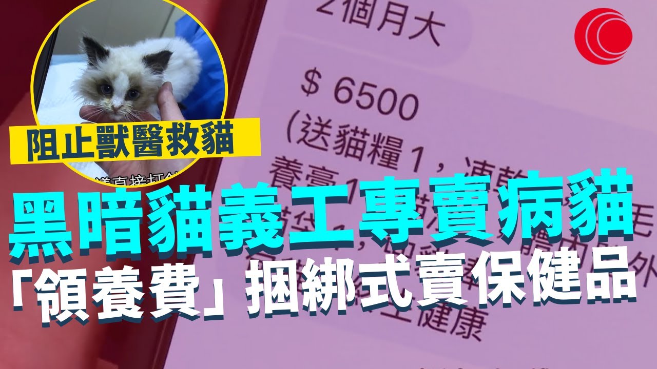 一線搜查｜黑暗貓義工專賣病貓 地獄繁殖場地下操作 收過千「領養費」  捆綁式狂賣保健品 阻止獸醫救貓｜818集｜有線新聞 林靜莉｜ #一線搜查｜HOYTV 77台