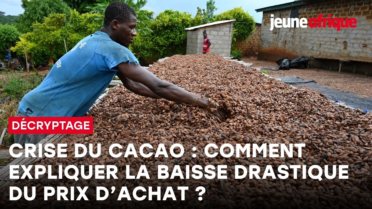 Crise du cacao en Côte d’Ivoire : comment expliquer la baisse drastique du prix d’achat ?