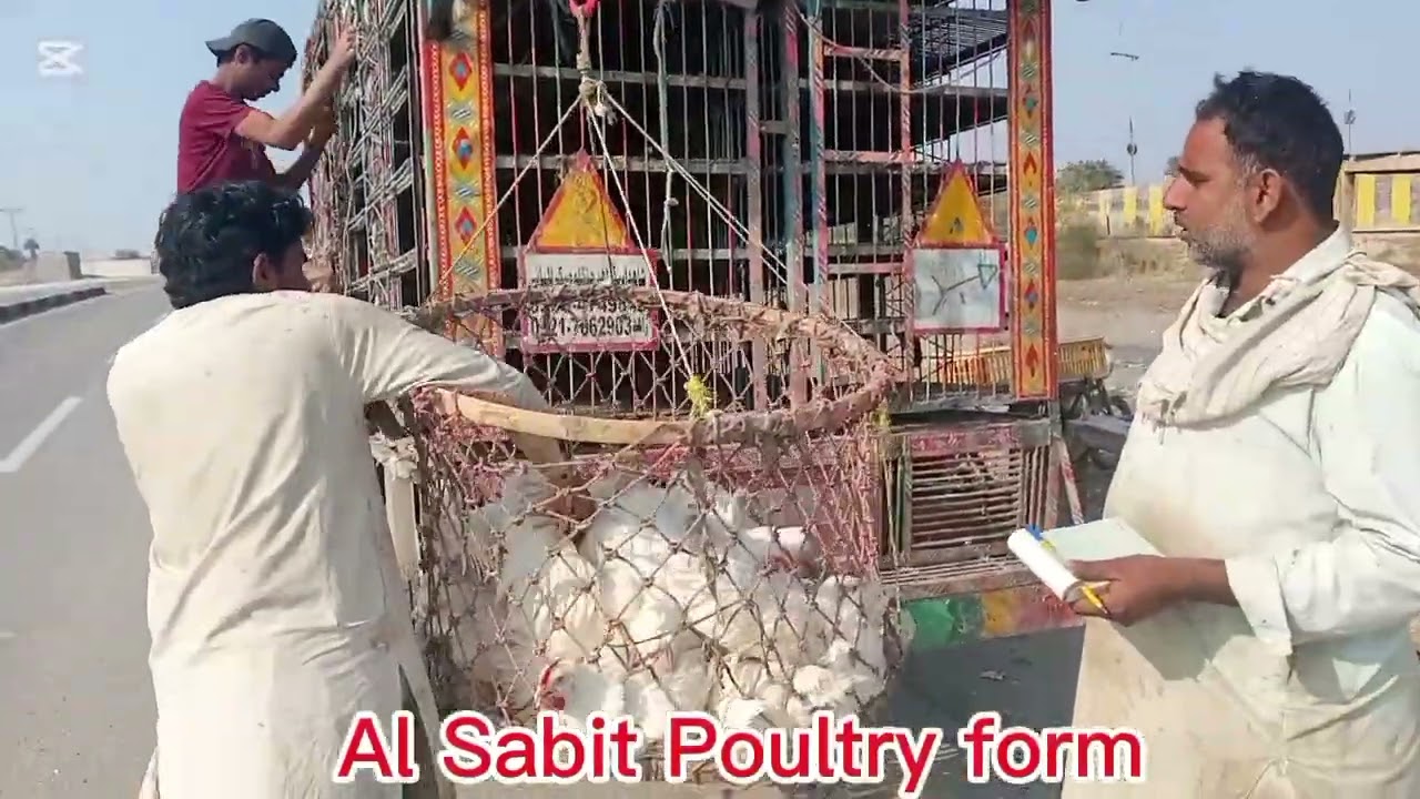 Al Sabit Poultry Store Jacob Abad تازگی کا نام خوشی کا پیغام الثابت پولٹری فارم #like#subscribe