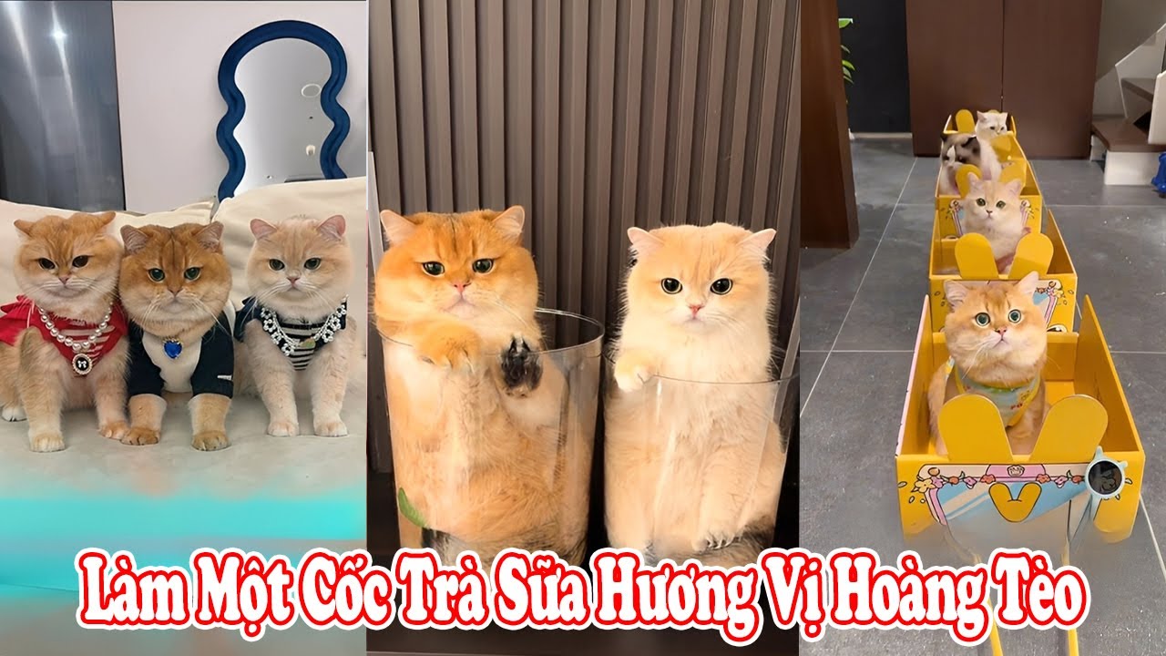 😄Làm Một Cốc Trà Sữa Hương Vị Hoàng Tèo🐱🥤 #thúcưng #vậtnuôi #chómèohàihước #funny #meohera