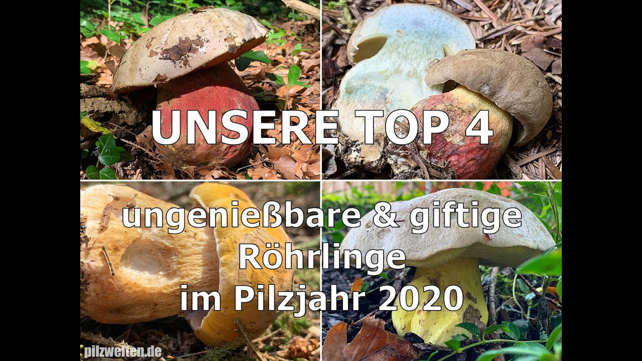 Unsere Top 4 | Ungenießbare & giftige Röhrlinge im Pilzjahr 2020 | Schönfußröhrling, Satansröhrling