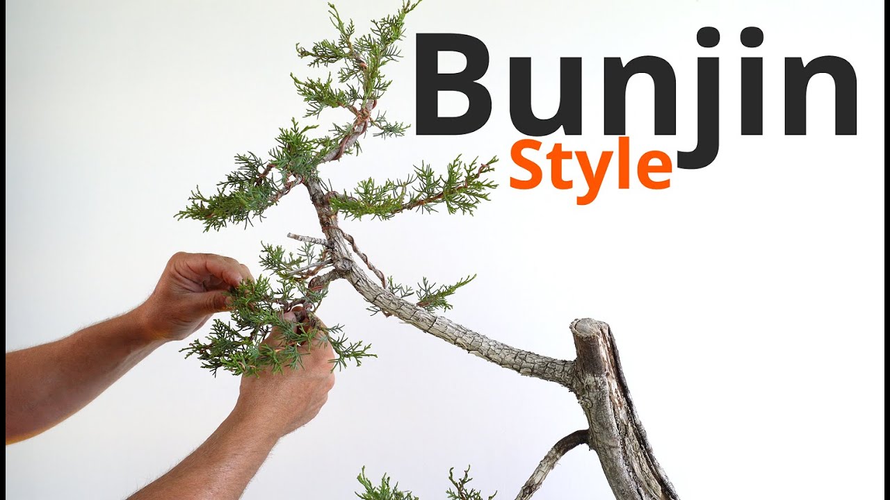 Bunjin style bonsai