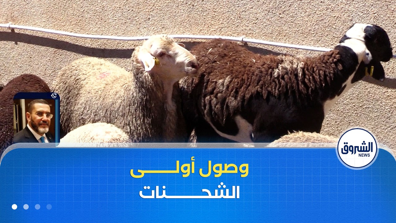 لتعزيز العرض في الأسواق وضبط الأسعار وصول أولى شحنات الأغنام المستوردة