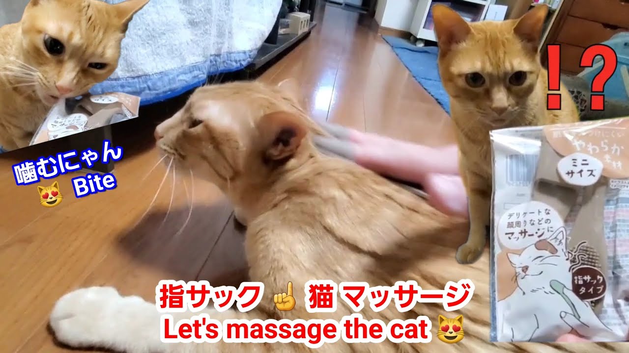 むぎっちゅ☆指サック☝で猫をマッサージ😻☆