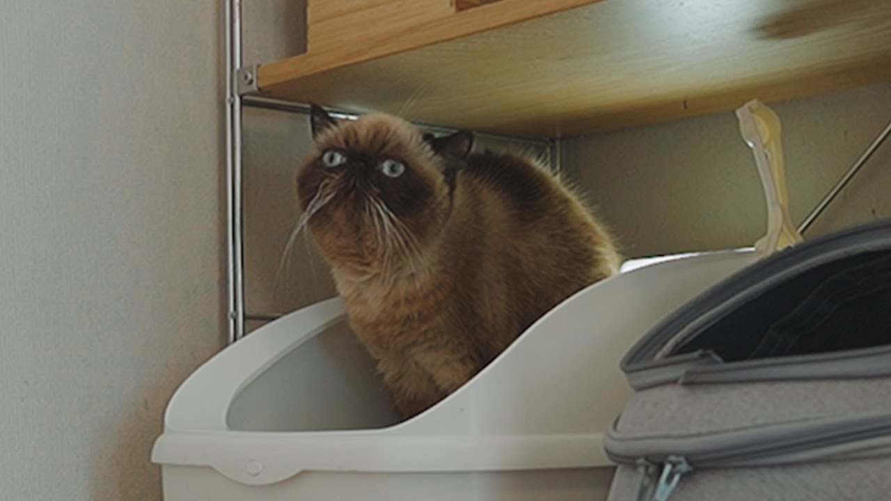 ちょっと興奮気味の猫がトイレして水を飲む