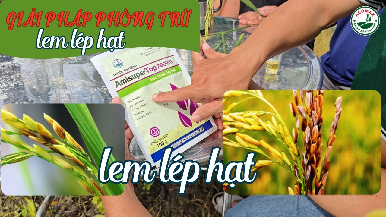 LEM LÉP HẠT & CHÁY BÌA LÁ do VI KHUẨN và Giải Pháp Phòng - Trị | ACOMAX