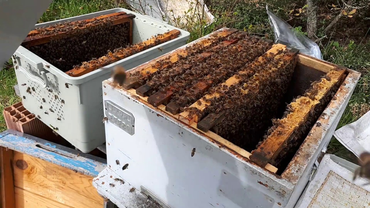 Paket Arıların Normal Kovana Aktarımı