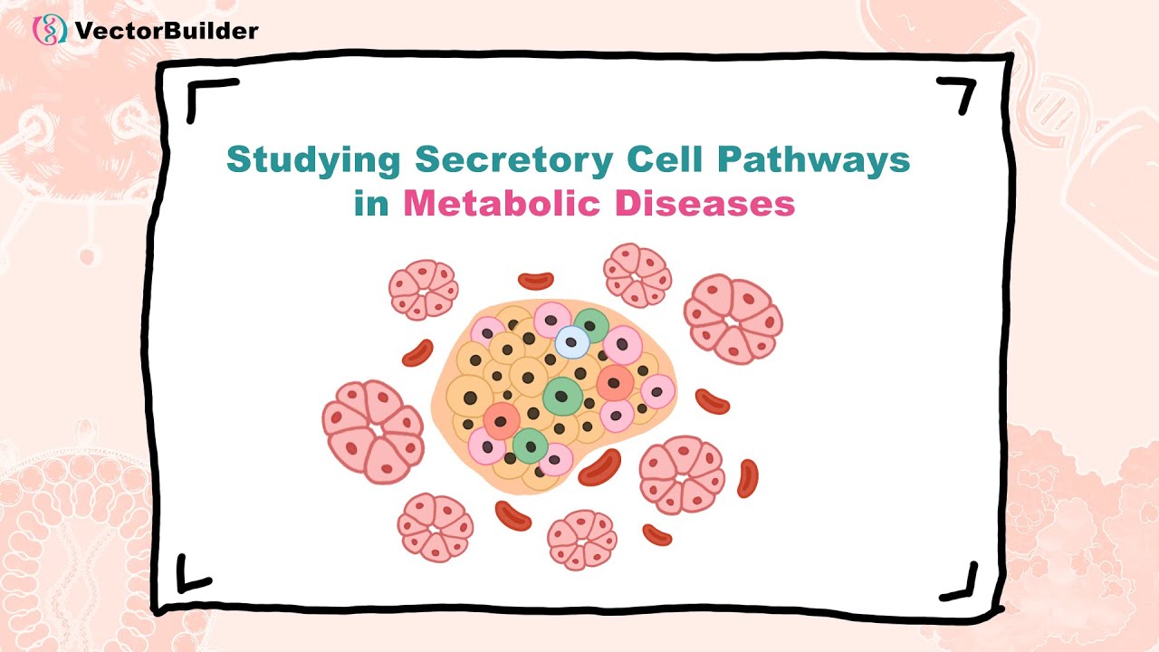 Studying Secretory Cell Pathways in Metabolic Diseases