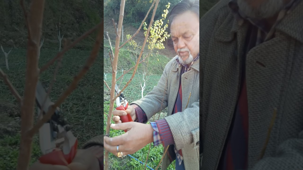 Plum Pruning 1year old plants