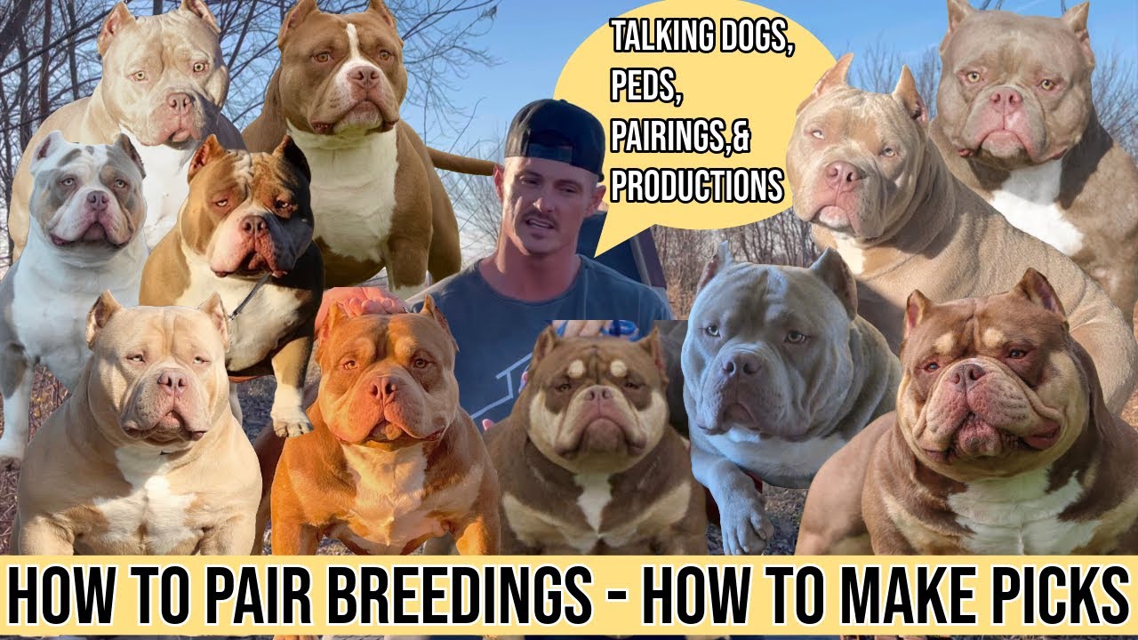 How to Pair a Breeding-Breaking Down Dogs,Peds, and Pairings-American Bully Breeding How to and Tips
