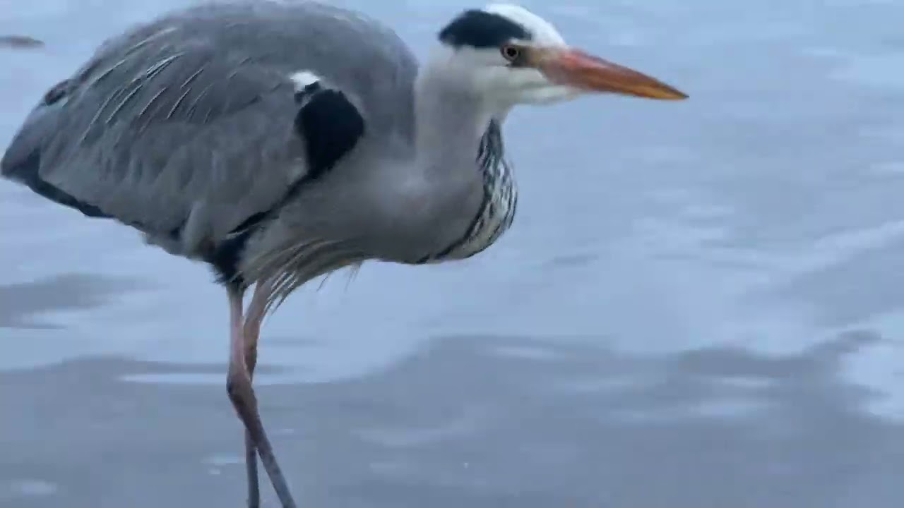 “A grey heron snacks in the shallow Serpentine Lido as two Canada geese stroll nearby🐦🪿☁️” #wildlife