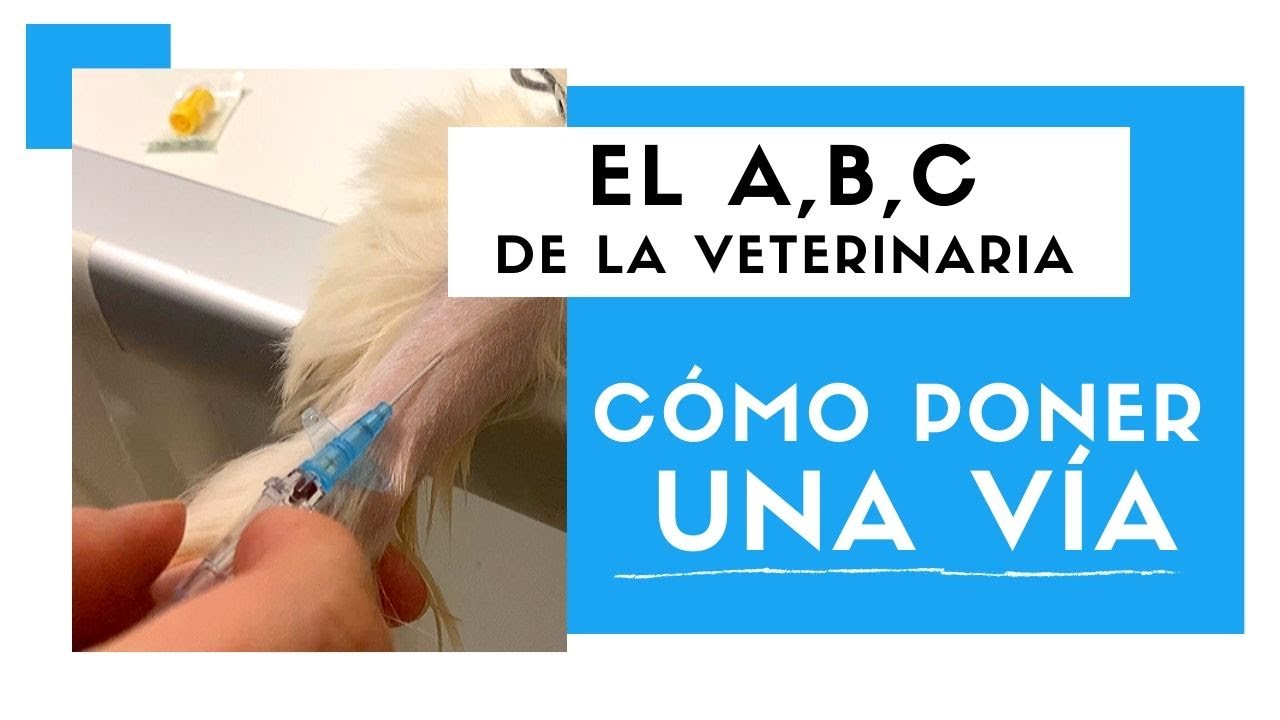 ¿CÓMO PONER UNA VÍA? - Medicina Veterinaria 🐶