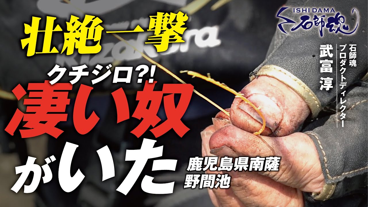 【大魚信！/石師魂】壮絶一撃　凄い奴がいた　クチジロ⁉　鹿児島県南薩　野間池　【イシダイ釣り】