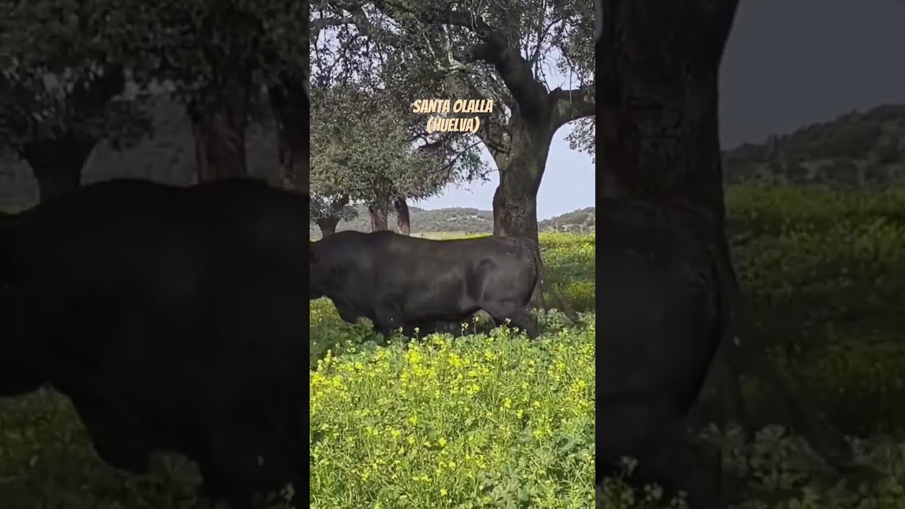 desde la finca los llanos, toro de Gerardo ortega para este a&ntilde;o, toro para so&ntilde;ar