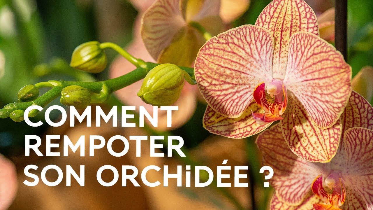 Comment rempoter une orchidée ? - Les conseils du Muséum