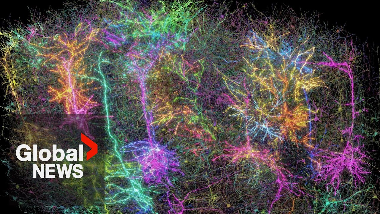 Scientists map part of a mouse's brain by making it watch 'The Matrix'