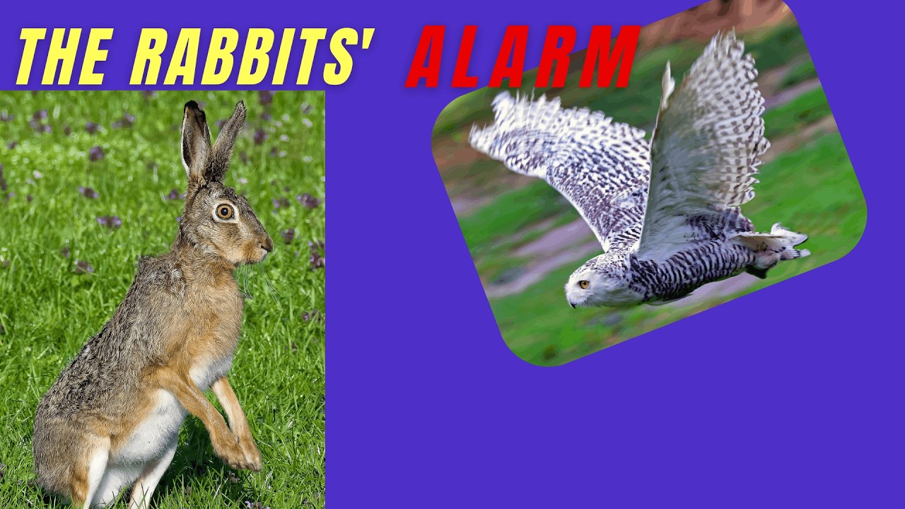 Why Do Rabbits Thump Their Feet?