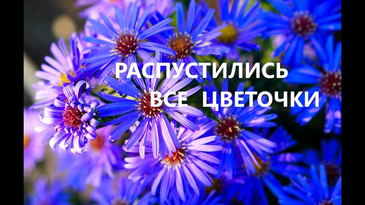 Сумка с букетом.(май 2025г)