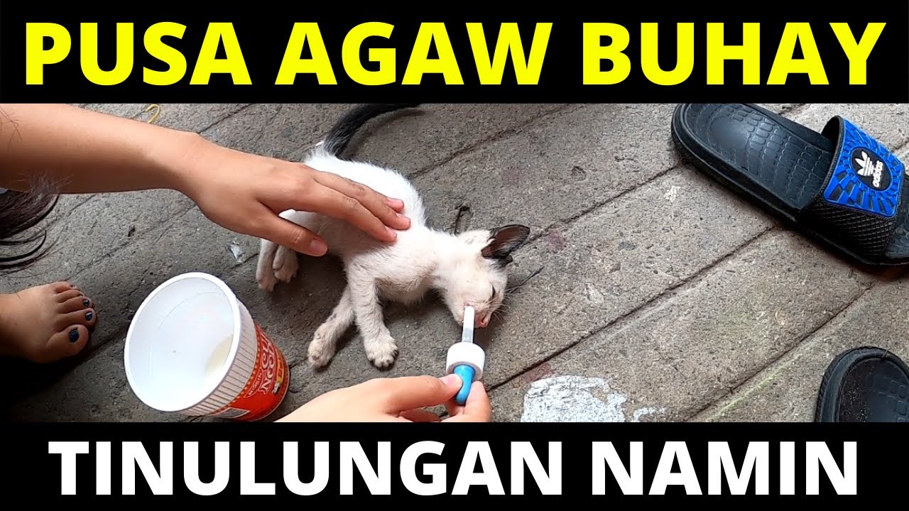 PUSA AGAW BUHAY TINULUNGAN NAMIN
