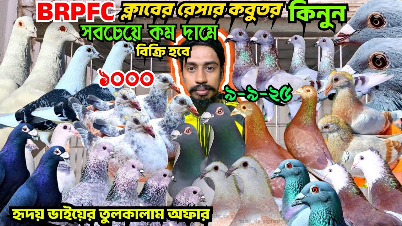 ক্লাবের রেস করা রেসার কবুতর বাচ্চা বিক্রি হবে। আসল রেসার কবুতর কিনুন। কালদম, গিরিবাজ, হৃদয় ভাইয়ের।