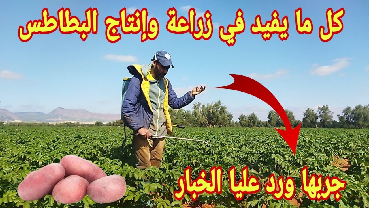 بغيتي الطوناج ها شنو دير جربها ورد عليا الخبار زراعة وإنتاج البطاطس في المغرب منطقة المهاية