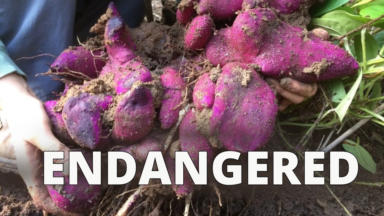 Is Philippine Ube Slowly Going Extinct?