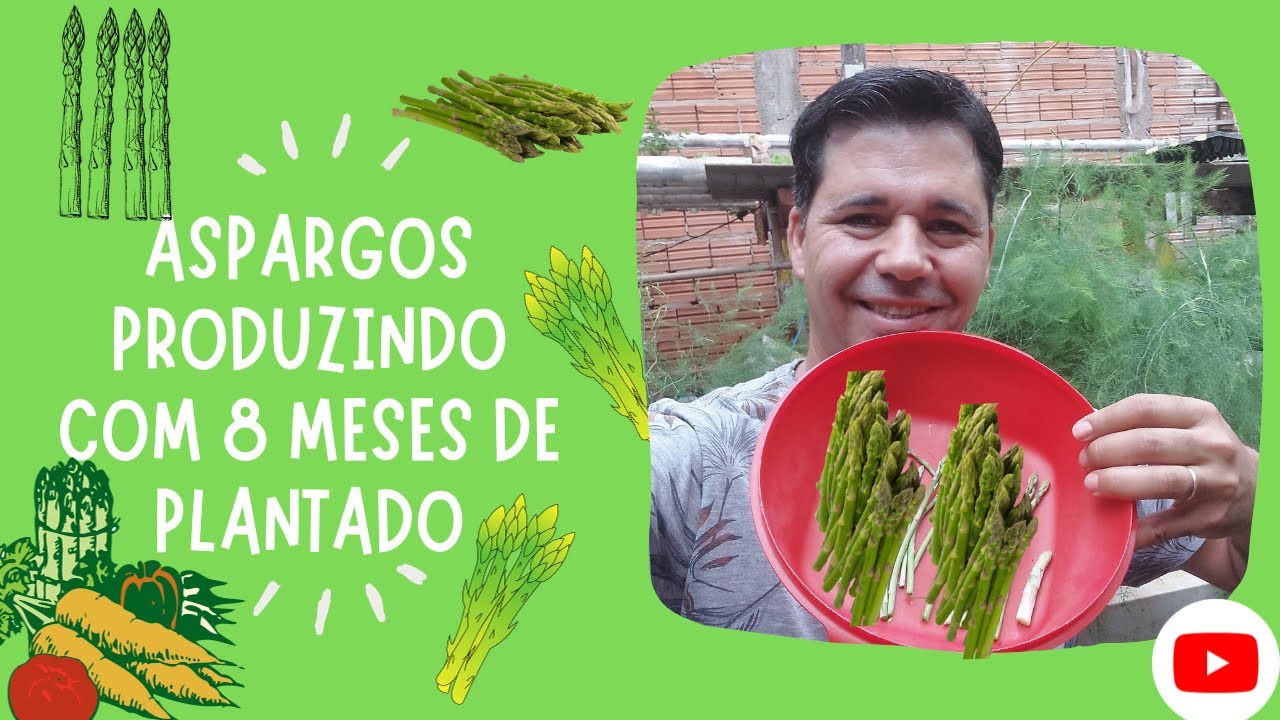 Produza ASPARGOS Em APENAS 8 MESES ( SURPREENDENTE RAPIDEZ)