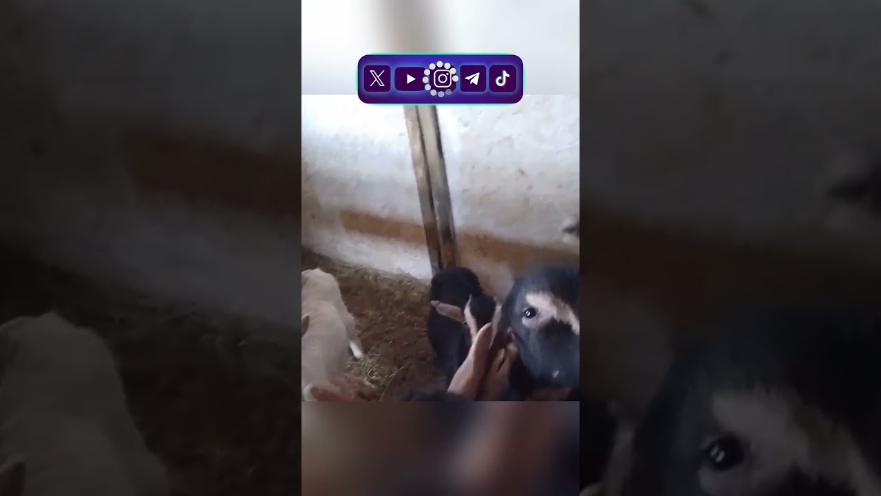 Фермерка Из Омской Области Рассказала, Что Посягательство На Скот Добралось и До Них