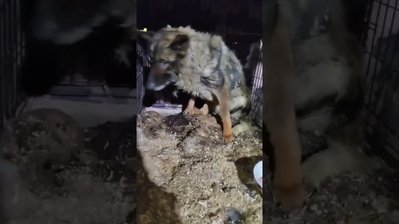 Уфа, БашкирияПопал в отлов вот такой красотун😭Пожалуйста, сделайте репостДругие регионы откликнетесь