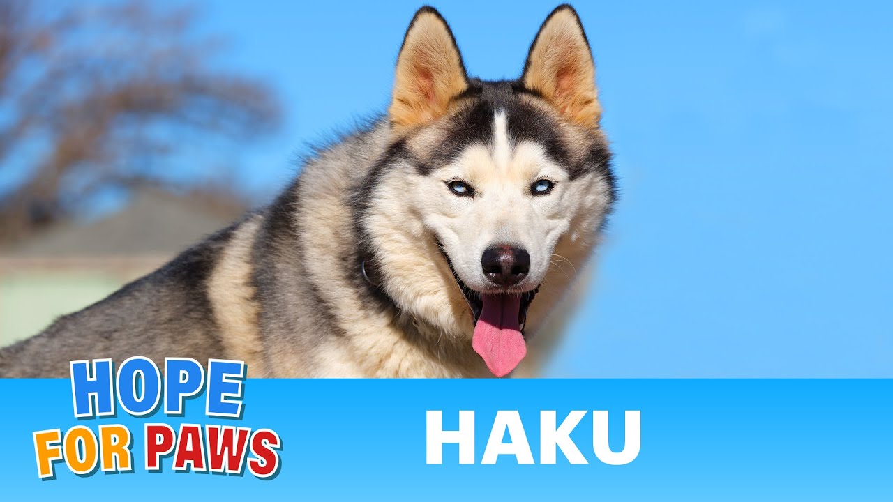 Injured Husky rescued by Good Samaritans - he is now looking for a loving forever home ❤️ #dogrescue