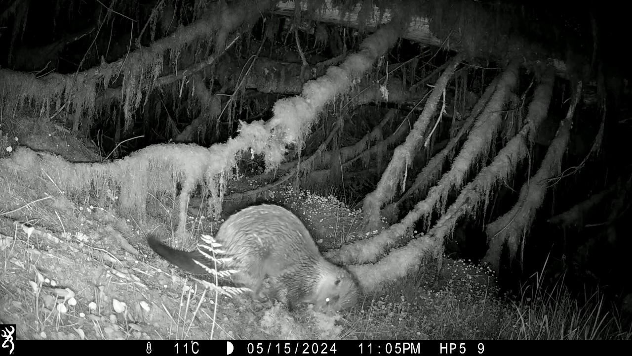 Observing Isle of Skye Otters in the Wild 🦦 | Trail Camera Wildlife Footage Scotland
