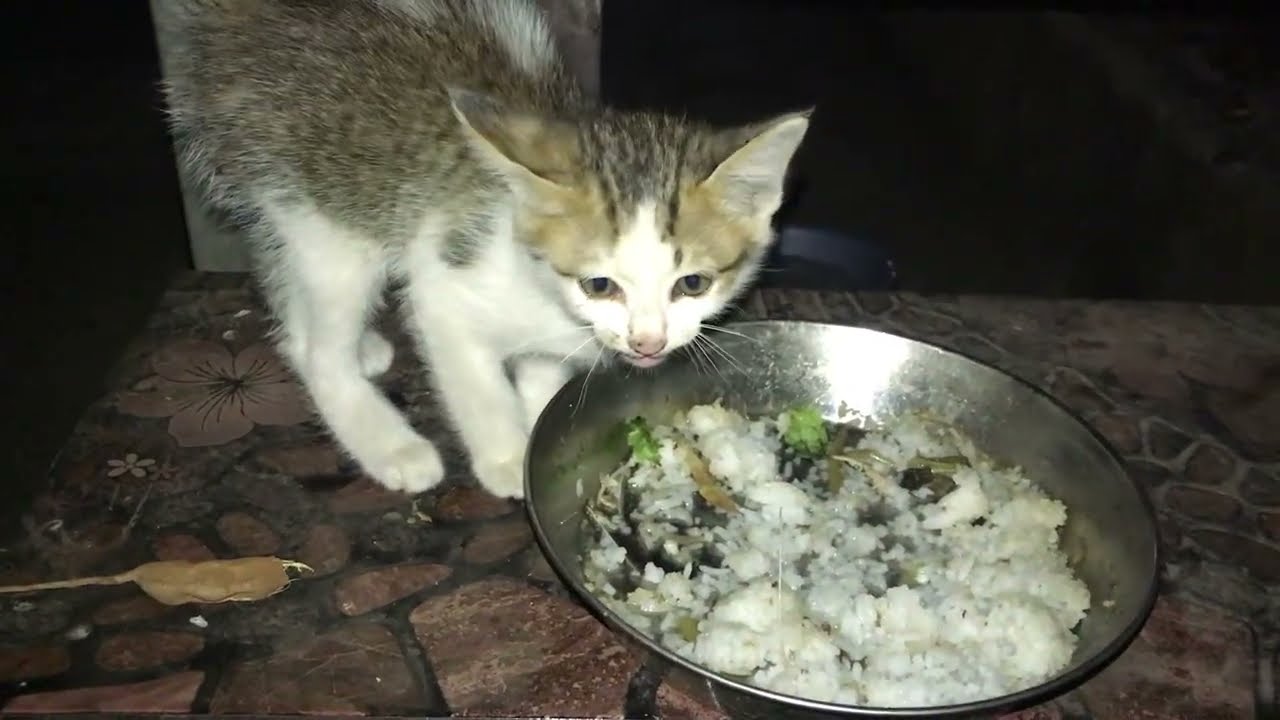 Lovely is Kitten, Kitty is very cute 🥰.#rabbit #cat #monkey #kitten #dog #puppy #shortvideo 