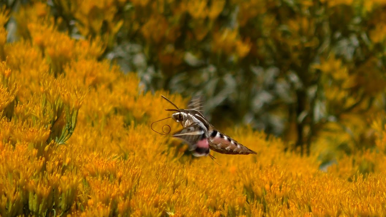 Minute Out In It: White lined Sphinx Moth